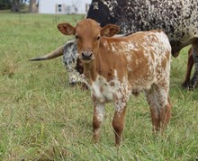 Cheese bull calf