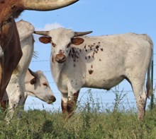 Cinnamon’s steer 