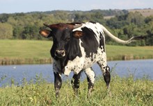 Jewel Bull Calf