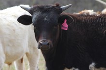 2024 Rozee Heifer