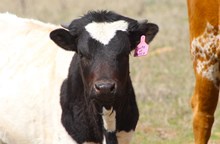 2024 Taste of Honey Heifer