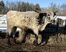 Hubbells 20 Glee 2416