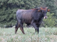 Jumee Bull Calf