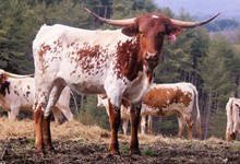 LTL PRETTY MILLIE 752