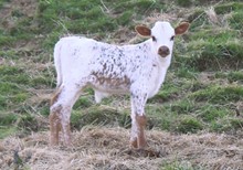 2023 BULL (THELMA LOU)