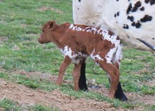 2023 BULL (SHEENA)