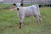 MBR Ferdi’s Flower