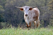 MBR Maverick Sunburst