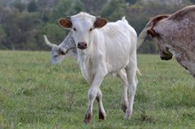 Memorable Heifer