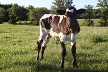 Hope’s steer