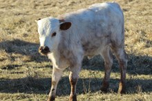 MBR Ferdi’s Flower