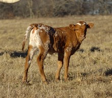 MBR Maverick’s Halo