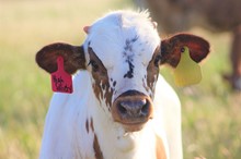2023 High Society Bull