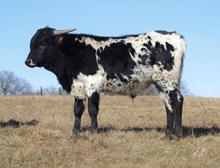 Jewel Bull Calf