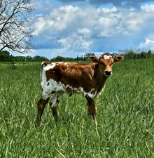 JH Rural Safari Son x Over N Under heifer
