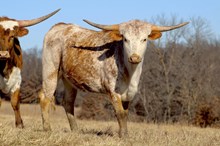 MBR Maverick Sunburst