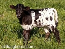 HEIFER