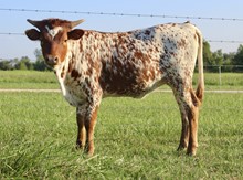 MBR Prairie Girl