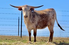 MBR Maverick Sunburst