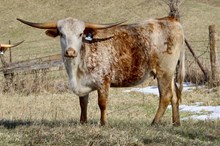 MBR Maverick Sunburst