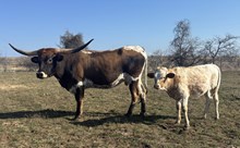 7BR Bonita Drag Iron