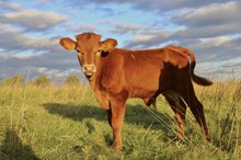 RM Magnum Jubilee Steer