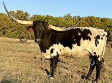 RJF FALL'IN IN LOVE 202