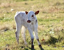 BH FERDINAND x TB KELLY NELLIE