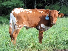 2023 BULL (SHEENA)