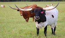 Shoot for the Stars SS