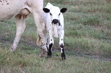 2025 Spill the Tea Bull