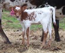 2021 HEIFER (HOPE FLOATS)