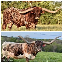 Drag Iron x Tuff Luck embryos