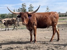 RR Draggin In The Win