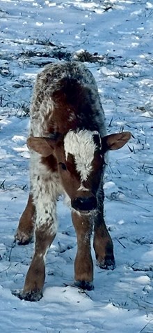 Cassie Bull Calf