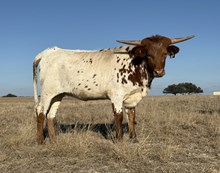 #27 #103Y DRAG IRON X SHEZA