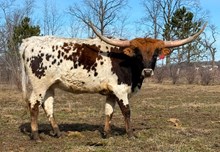 JM5 CONCEALED BOMBSHELL