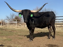 PD Concealed Constellation