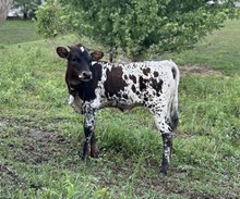 Maverick x Joy Heifer