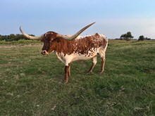 PD Concealed Ivy Wire