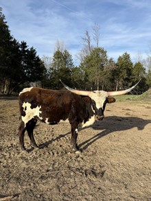 JJ RURAL FRANCI