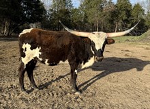JJ RURAL FRANCI