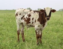 MBR TEX-MEX