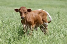 Maggie Bull Calf