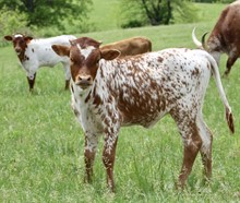 MBR Prairie Girl