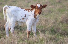 2023 Super Classy Heifer
