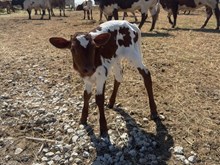 J7 ANTONELA IRON 🇺🇸