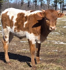 N8ive Cut Koh-I-Noor