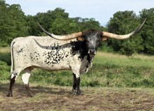 BCC CONCEALED BEAUTY