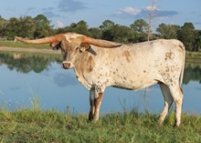 RD Vinny's Lucky Star